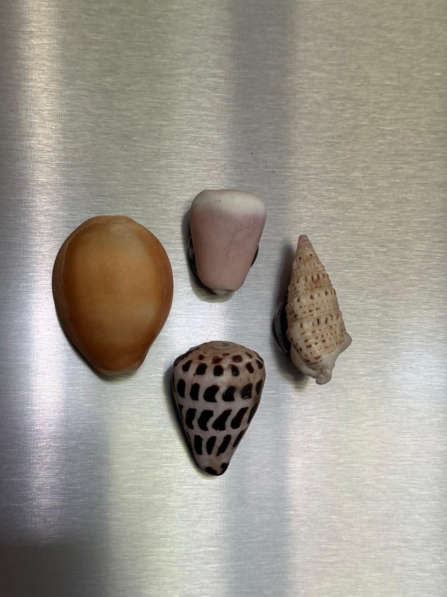 RANDOMIZED Shell Magnets