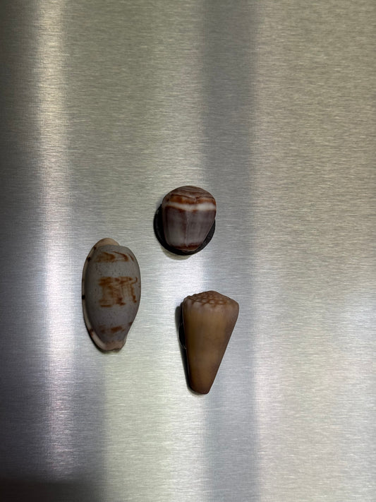 RANDOMIZED Shell Magnets