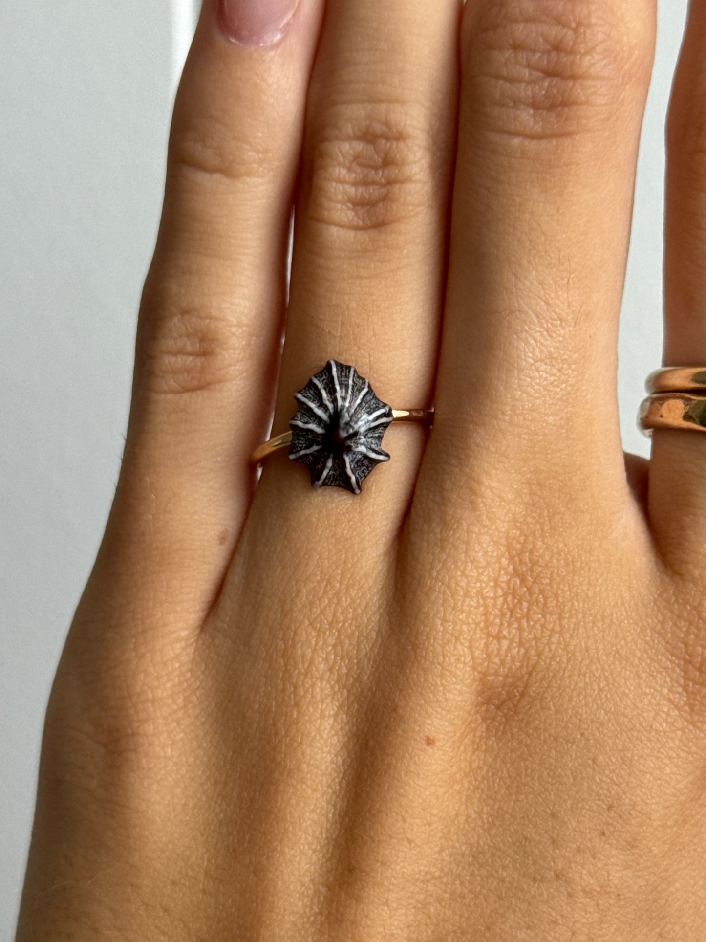 5.5 Opihi ‘Awa Ring