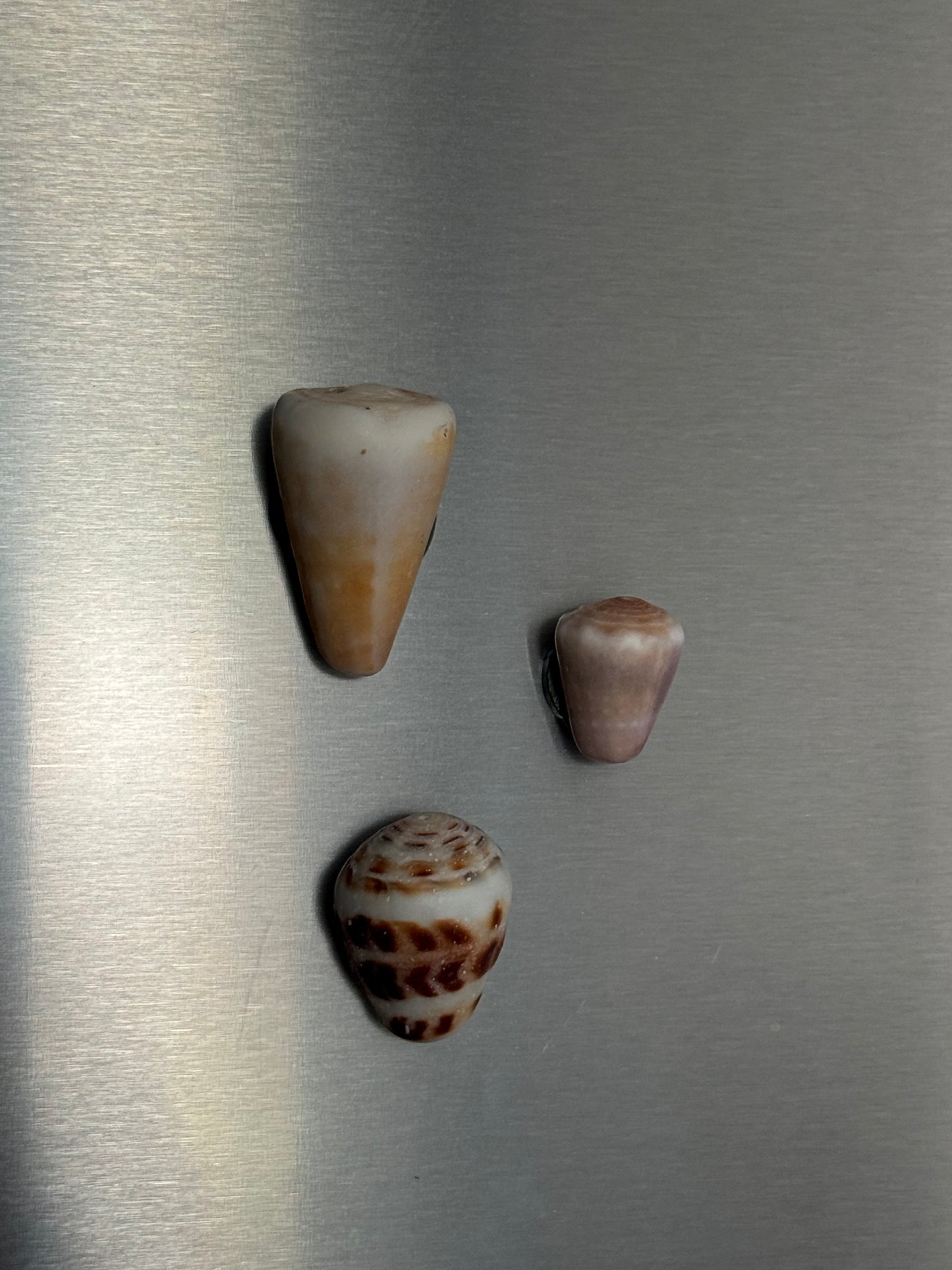 RANDOMIZED Shell Magnets